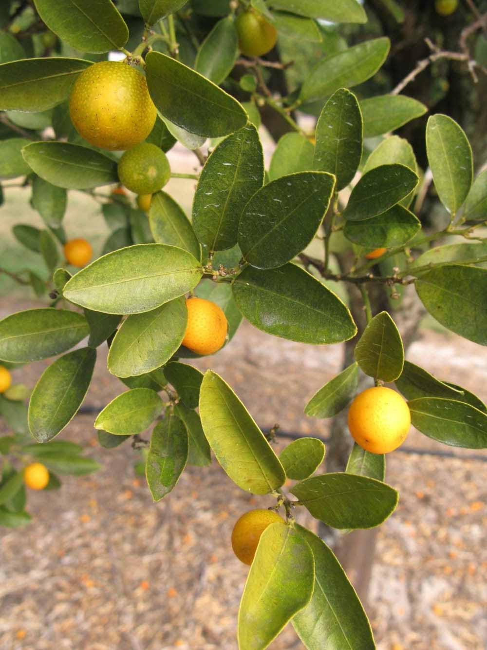            Sun leaves (Winter Haven, FL)   